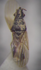 Microplax interrupta