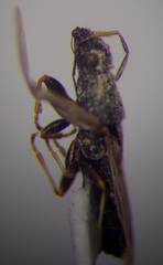 Microplax interrupta