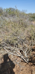 Vachellia schaffneri bravoensis