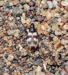 Macropternella marginalis
