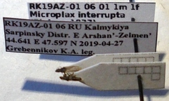 Microplax interrupta