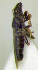 Microplax interrupta
