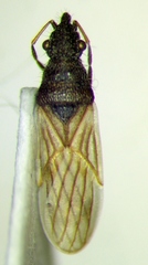 Microplax interrupta