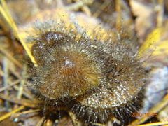 Spinellus