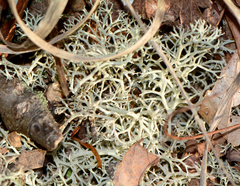 Cladonia submitis