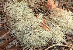 Cladonia submitis