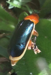 Cacoscelis marginata