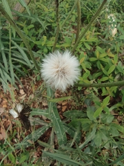 Sonchus wightianus