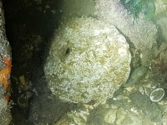 Pododesmus macrochisma