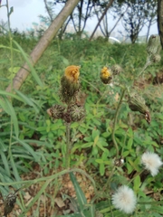 Sonchus wightianus