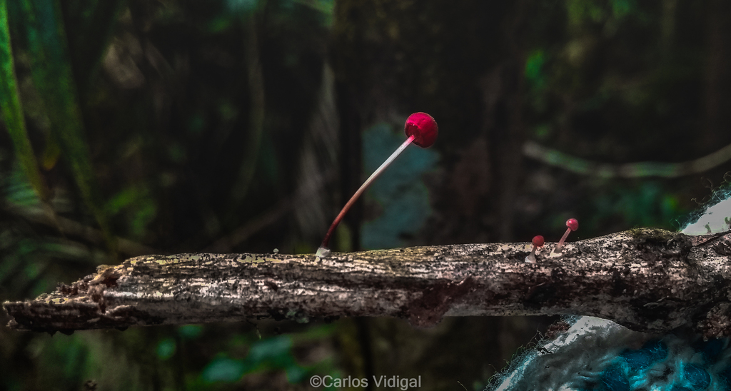 Marasmius haematocephalus · November 2017 · photo: © carlosvidigal (iNaturalist, cc-by-sa)