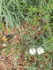 Sonchus wightianus