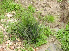 Juncus inflexus