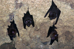 Hipposideros larvatus