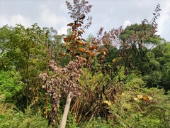Macleaya cordata