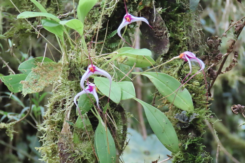 Masdevallia gilbertoi
