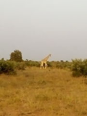 Giraffa camelopardalis peralta