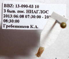 Orthotylus rubidus