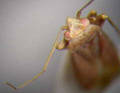 Orthotylus rubidus