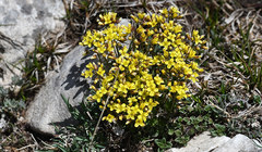 Draba lasiocarpa