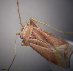 Orthotylus rubidus