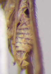 Orthotylus rubidus