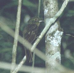 Schiffornis veraepacis