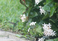 Cynanthus forficatus