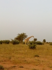 Giraffa camelopardalis peralta