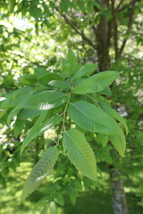 Nothofagus alpina