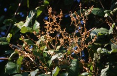 Spatholobus parviflorus