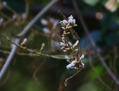 Spatholobus parviflorus