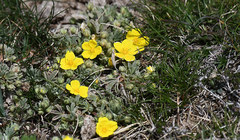 Potentilla cinerea