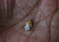 Spatholobus parviflorus