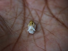 Spatholobus parviflorus