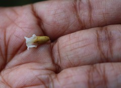 Spatholobus parviflorus