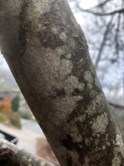 Bagliettoa baldensis