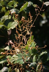 Spatholobus parviflorus
