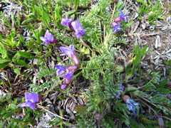 Oxytropis podocarpa