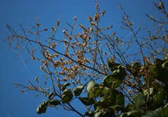 Spatholobus parviflorus