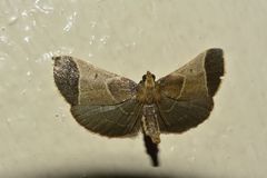 Hypsopygia amoenalis