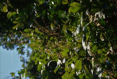 Spatholobus parviflorus