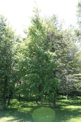 Nothofagus alpina