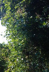 Spatholobus parviflorus