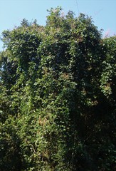 Spatholobus parviflorus