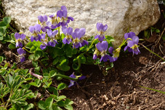 Viola pyrenaica