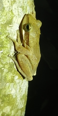 Polypedates maculatus