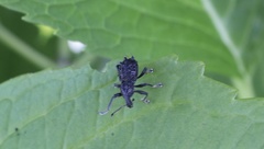 Megalometis spinifer