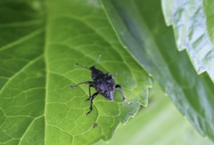 Megalometis spinifer