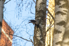 Corvus cornix
